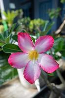 Rosa Frangipani Blumen im das Garten foto