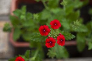 rot Blumen. Pflanzen im Topf. Garten Blume. foto