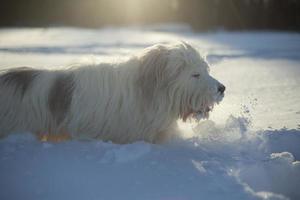Hund im Schnee. Wandern mit Haustier. Hund mit weißen Haaren im Winter im Park. foto