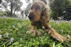 Hund Cockerspaniel im Gänseblümchenblumenfeld foto