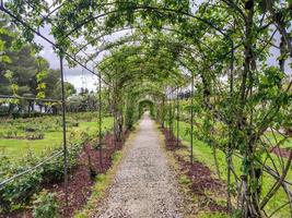 Pergola im Rosengarten foto