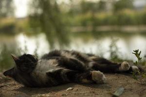 Katze mit verschiedenen Mänteln. Haustier auf der Straße. süße katze im park. Tier im Garten. foto