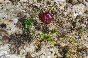 rote anemone actinia im mittelmeer am ufer foto