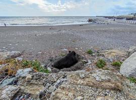 großes Wildschwein Eber am Strand in Genua Stadt Italien foto