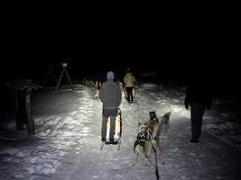 Schlitten Hund im schneebedeckt Berge beim Nacht foto