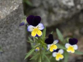 Viola dreifarbig Blume schließen oben foto