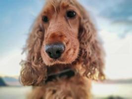 glücklich Hund Cocker Spaniel spielen beim das Strand beim Sonnenuntergang foto