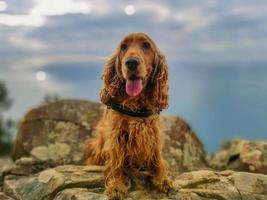 Hund Cocker Spaniel Porträt auf Cinque Terre Wanderung foto