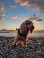 glücklich Hund Cocker Spaniel spielen beim das Strand beim Sonnenuntergang foto