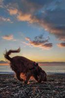 glücklich Hund Cocker Spaniel spielen beim das Strand beim Sonnenuntergang foto