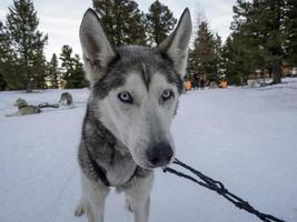 schlittenhund husky porträt in schneebedeckten bergen, die dich ansehen foto