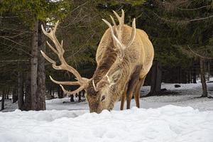 Rehe im Schnee im Winter foto