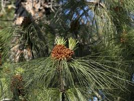 pinus canaeriensis kanarische kiefernblüte foto