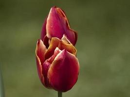 Tulpenblumen hautnah foto