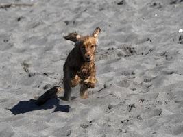 glücklicher hund cockerspaniel, der am strand spielt foto