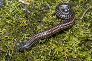 Julidae Tausendfüßler Nahaufnahme Makro foto