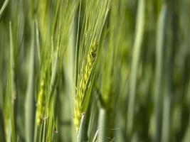 grünes Weizenfeld im Frühjahr foto