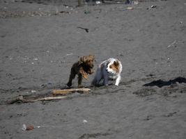 glücklicher hund cockerspaniel, der am strand spielt foto