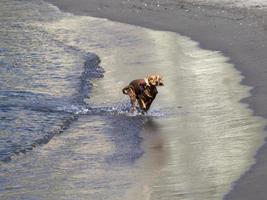 glücklicher hund cockerspaniel, der am strand spielt foto