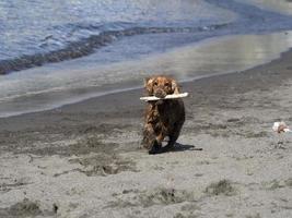 glücklicher hund cockerspaniel, der am strand spielt foto