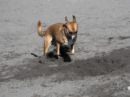 glücklicher hund cockerspaniel, der am strand spielt foto