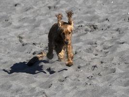 glücklicher hund cockerspaniel, der am strand spielt foto