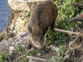 schweinepest wildschweine in genua stadt bisagno fluss städtische tierwelt foto