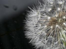 Löwenzahn Duschkopf Samen Makro foto