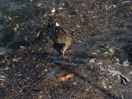 wildente, die im plastikmüll-meer schwimmt foto