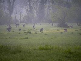 Rogen Hirsch während suchen beim Sie auf das Gras im ein nebelig Abend foto