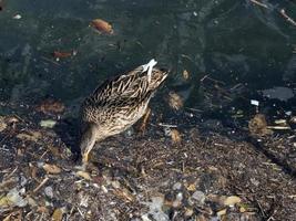 wildente, die im plastikmüll-meer schwimmt foto