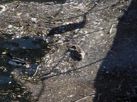 wildente, die im plastikmüll-meer schwimmt foto