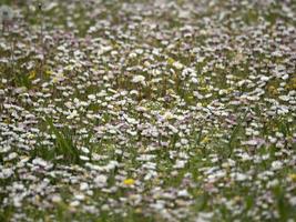 klein Gänseblümchen Blumen Feld foto