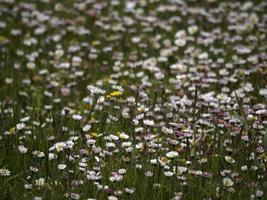 klein Gänseblümchen Blumen Feld foto