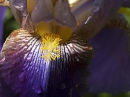 Iris Blume Nahaufnahme Makro foto