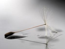 Löwenzahn Duschkopf Samen Makro foto