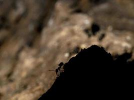 Ameisen im Ameisenhaufen im Wald foto