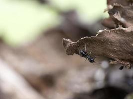 Ameisen im Ameisenhaufen im Wald foto