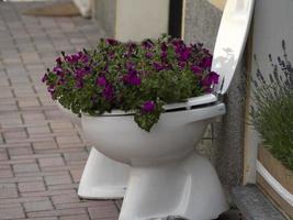 Blumen in einer Toilette foto
