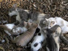Mutterkatze, die neugeborene Kätzchen stillt foto