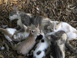 Mutterkatze, die neugeborene Kätzchen stillt foto