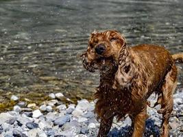 Cocker Spaniel streckt Wasser foto