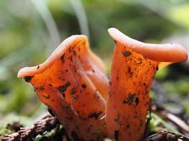 Crarellus Cornucopioides-Pilz foto