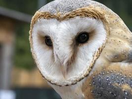 Schleiereule Greifvogel Nahaufnahme Porträt foto