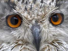 Sibirischer Uhu Bubo Sibiricus Nahaufnahme Augen Porträt foto