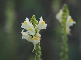 Feld Blume Gelb und Weiß foto