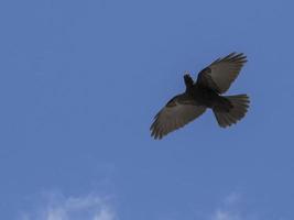 krächzen schwarzer vogel in den dolomiten foto