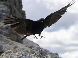 krächzen schwarzer vogel in den dolomiten foto