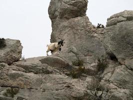 Bergziege auf Felsen in Sardinien foto