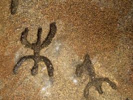 nuragisch Stein Alter alt Petroglyphen Runen Schriften Innerhalb Meer Ochsen Grotten Sardinien foto